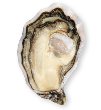 Special GEAY Oysters